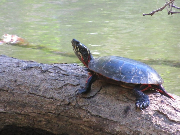 Midland Painted Turtle